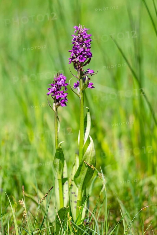 Western marsh orchid (Dactylorhiza majalis), Schmittröder nature reserve, Königstein im Taunus, Hesse, Germany