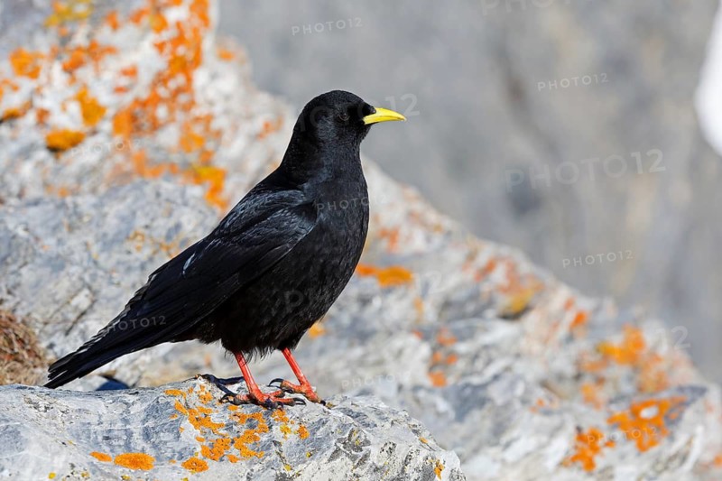 Alpine Chough (Pyrrhocorax graculus), Valais, Switzerland