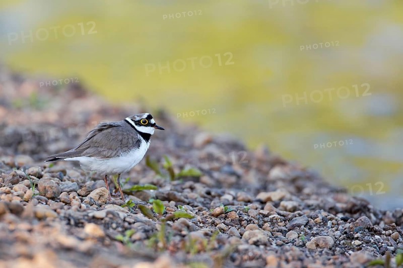 Little Ringed Plover (Charadrius dubius), Saxony-Anhalt, Germany