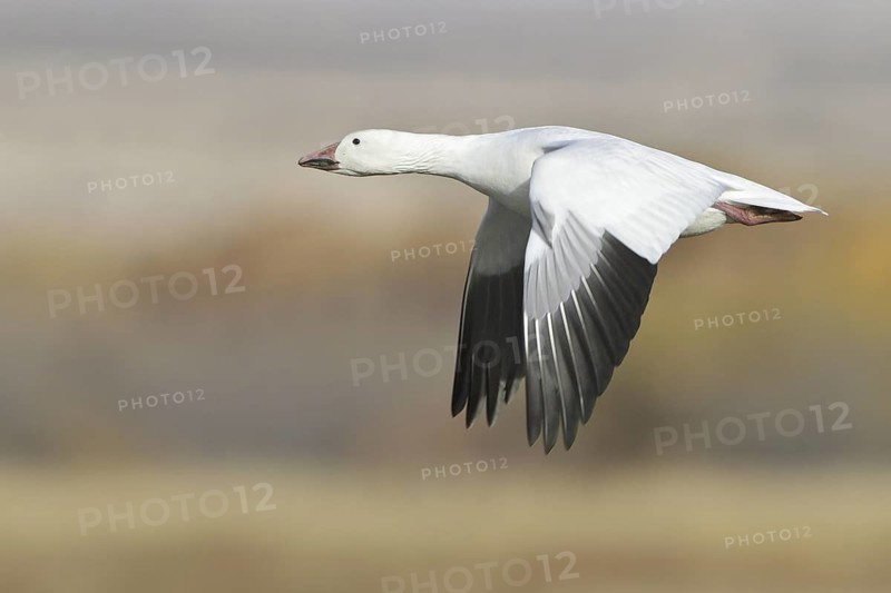 Snow Goose (Anser caerulescens) flying, New Mexico, USA