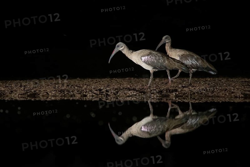Hadada Ibis (Bostrychia hagedash), South Africa