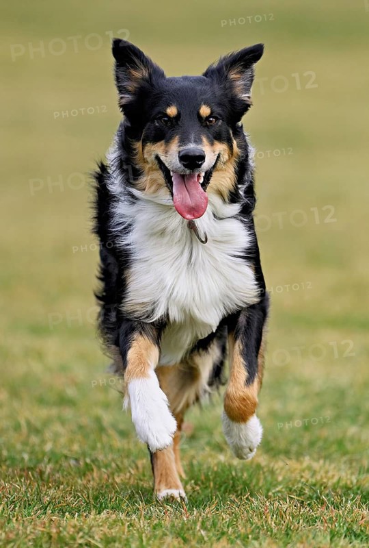 Mixed breed dog between Border Collie and Australian Shepherd jumps across meadow, Switzerland