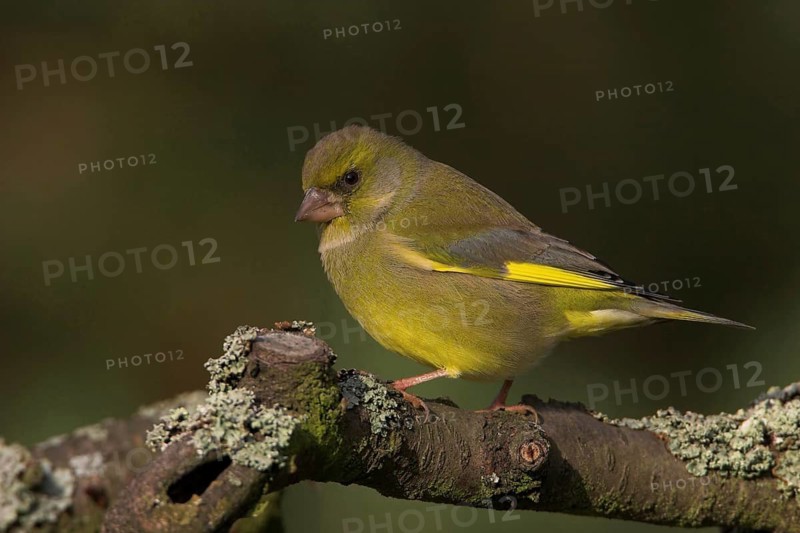 Greenfinch, Greenfinch, European Greenfinch, Western Greenfinch, Carduelis chloris, (Chloris chloris), Battenberg, Hockenheim, Baden-Württemberg, Germany