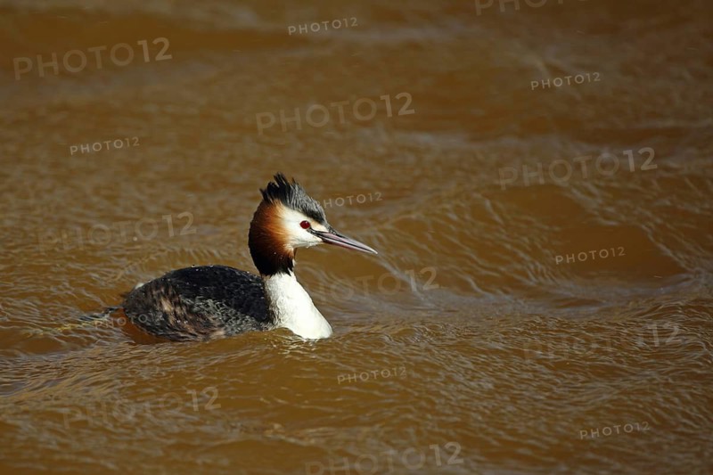 Great crested grebe (Podiceps Scalloped ribbonfish) swimming in brown water, dirty, dirty waves, De Leemput, Texel, North Holland, Netherlands