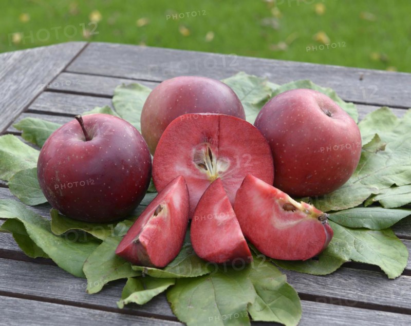 Apple (Malus domestica 'Baya Marisa'), Laußnitz, Saxony, Germany