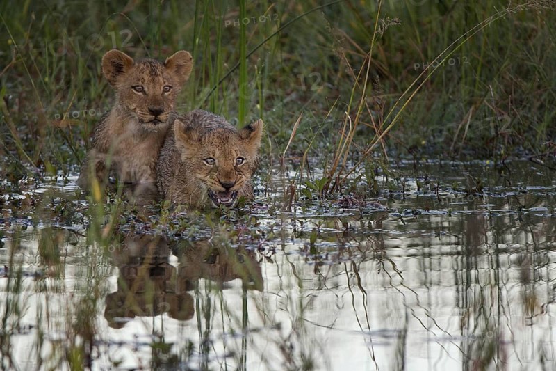 African Lion (Panthera leo) two immature drinking and bathing, Okavango Delta, Botswana