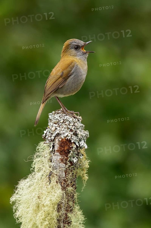 Ruddy-capped nightengale-Thrush (Catharus frantzii) perched on a branch in Costa Rica