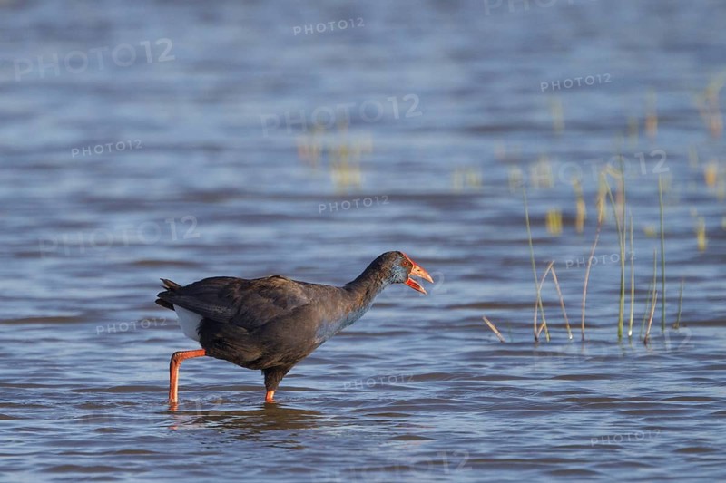 Western Swamphen (Porphyrio porphyrio) foraging, Spain