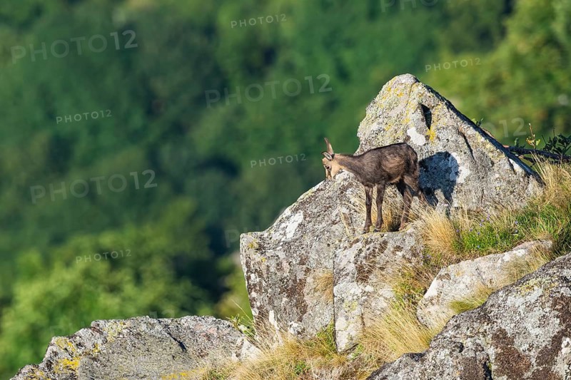 Chamois (Rupicapra rupicapra) youngster on a rock in the Vosges Mountains, wildlife, France
