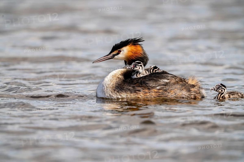 Great Crested Grebe (Podiceps Scalloped ribbonfish), with chick on its back, one chick swimming next to it with feather in its beak, Vulkaneifel, Rhineland-Palatinate, Germany