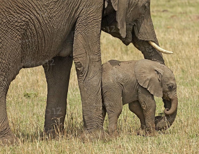 African Elephant (Loxodonta africana) mother with calf, Samburu National Reserve, Kenya