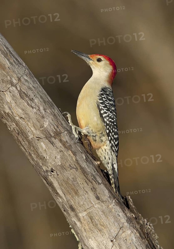 Red-bellied Woodpecker (Melanerpes carolinus), Ohio, USA