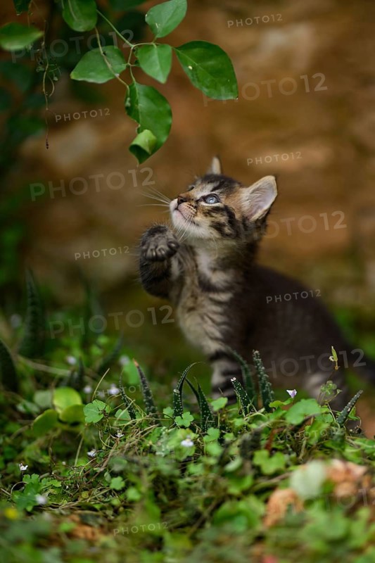 A playful tabby kitten reaching out toward a hanging vine in a vibrant, natural setting, displaying curiosity and exploration