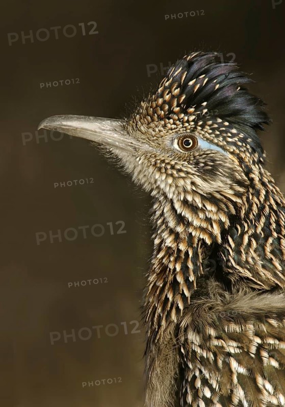 Greater Roadrunner (Geococcyx californianus), New Mexico, USA