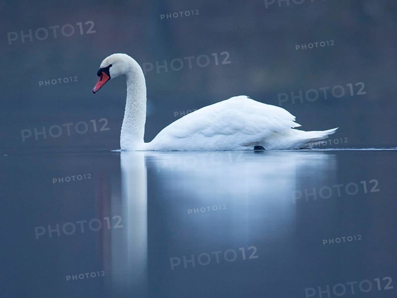 Mute Swan (Cygnus olor), Mecklenburg-Western Pomerania, Germany