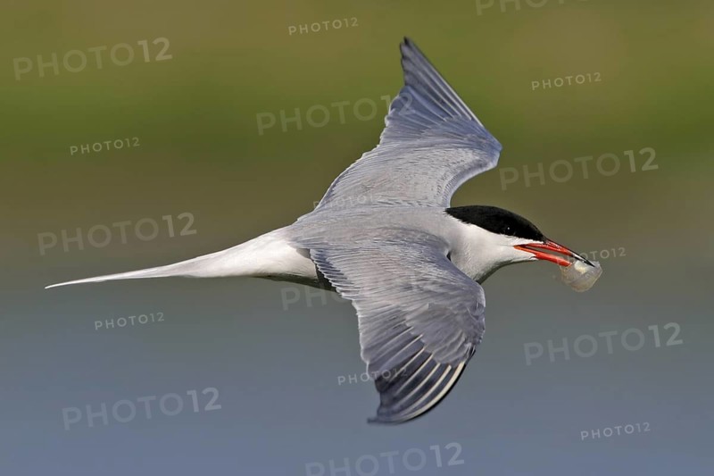 Common Tern (Sterna hirundo) flying, Noordholland, Netherlands