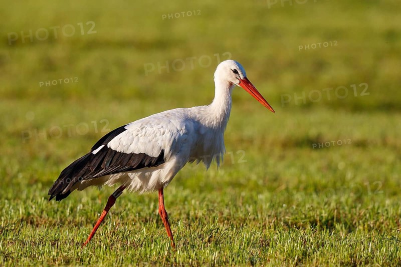 White Stork (Ciconia ciconia) foraging, North Rhine-Westphalia, Germany
