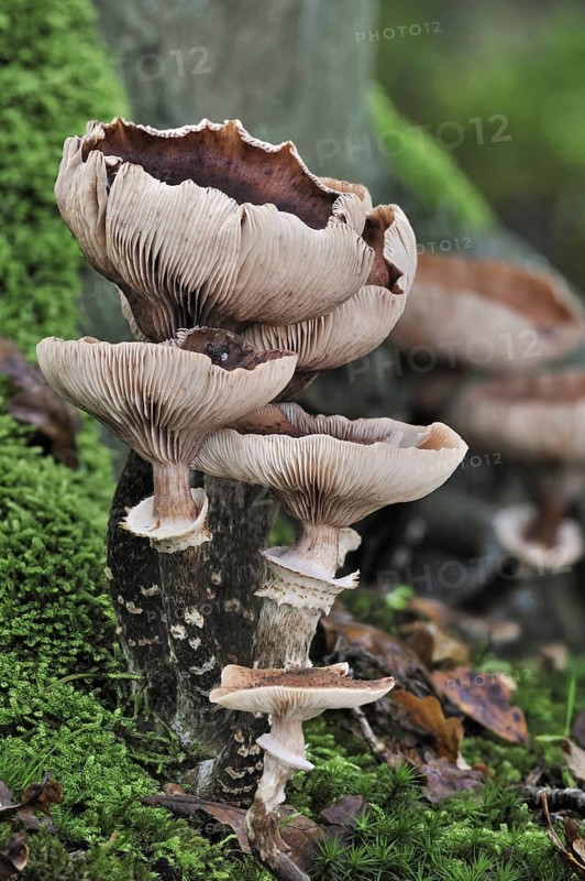 Dark honey fungus (Armillaria solidipes) (Armillaria ostoyae) in autumn forest