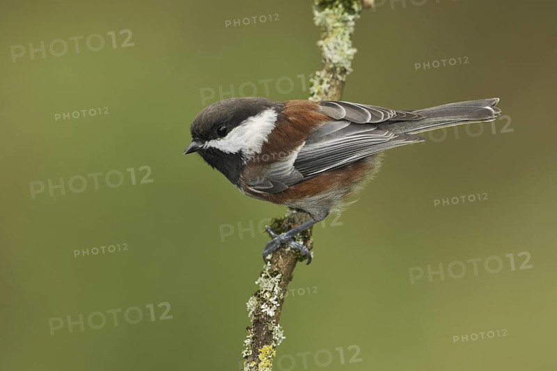 Chestnut-backed Chickadee (Poecile rufescens), British Columbia, Canada