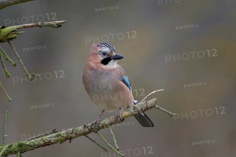 Eurasian Jay (Garrulus glandarius), Saxony, Germany