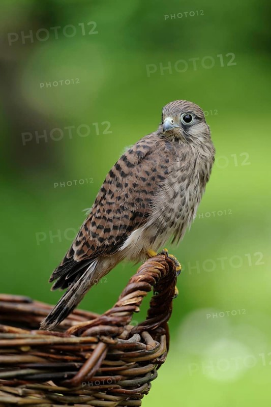 Common Kestrel (Falco tinnunculus) juvenile perched on a basket, North Rhine-Westphalia, Germany