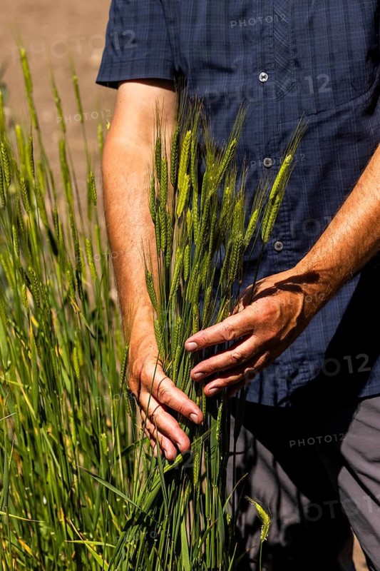 Experimental field with einkorn wheat (Triticum monococcum) at the Leibniz Institute of Plant Genetics and Crop Plant Research IPK Gatersleben, Seeland, Saxony-Anhalt, Germany