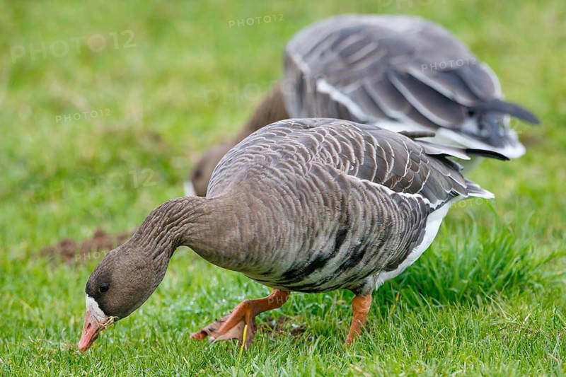 Greater White-fronted Goose (Anser albifrons) foraging, North Rhine-Westphalia, Germany