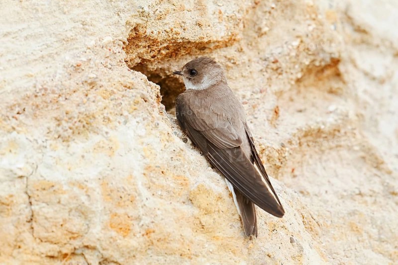 Sand martin (Riparia riparia) at the breeding tube, Schleswig-Holstein, Germany