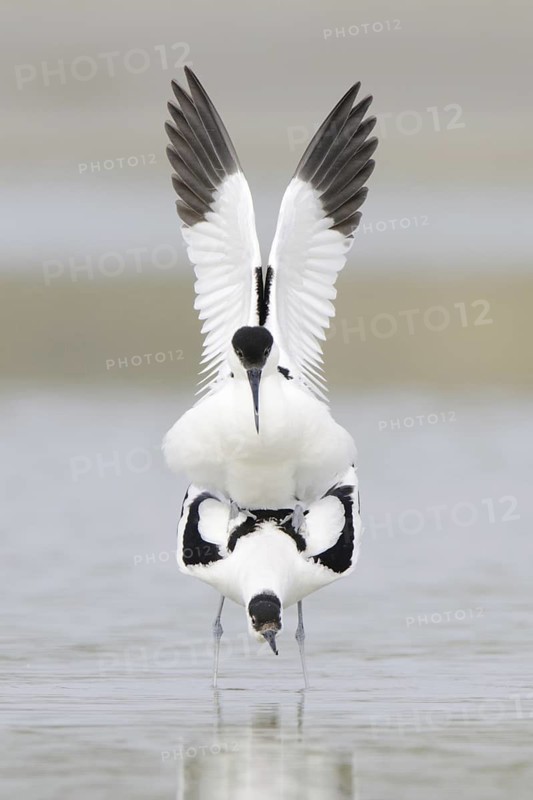 Pied Avocet (Recurvirostra avosetta) pair mating, Texel, Netherlands