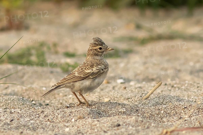 Sand Lark (Alaudala raytal), Darjeeling, India