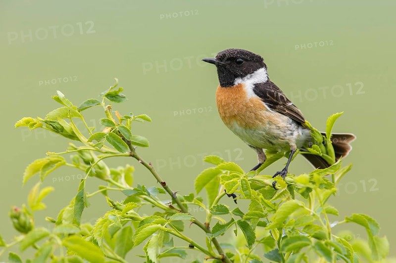 European Stonechat (Saxicola rubicola) male perched on a branch, Poland