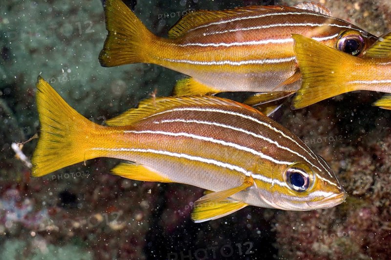 Eight-striped grunt (Parapristipoma octolineatum)