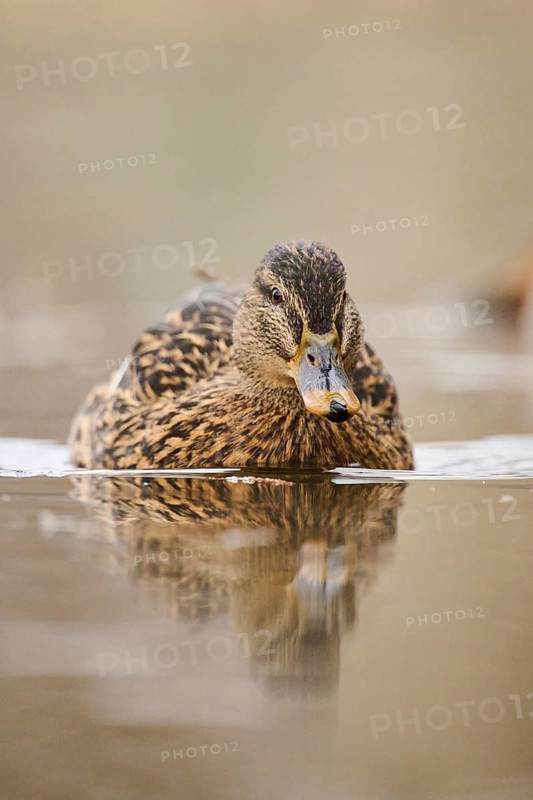 Wild duck (Anas platyrhynchos) female swimming on a lake, Bavaria, Germany