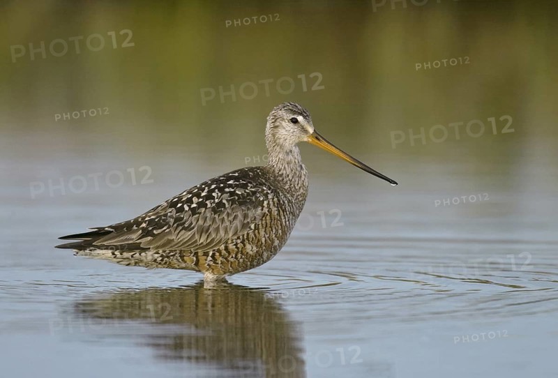 Hudsonian Godwit (Limosa haemastica), Manitoba, Canada