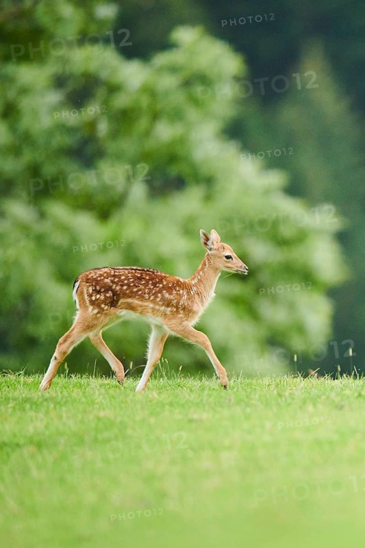 European fallow deer (Dama dama) mother with her fawn walking on a meadow, tirol, Kitzbühel, Wildpark Aurach, Austria