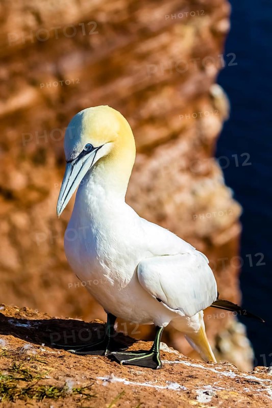 Northern gannet (Morus bassanus), Heligoland Island, Schleswig-Holstein