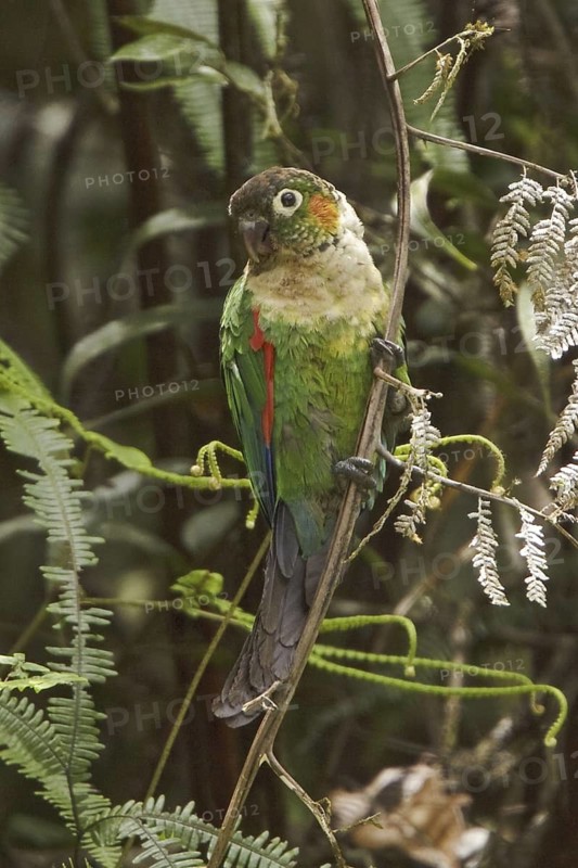 White-breasted Parakeet (Pyrrhura albipectus), Ecuador