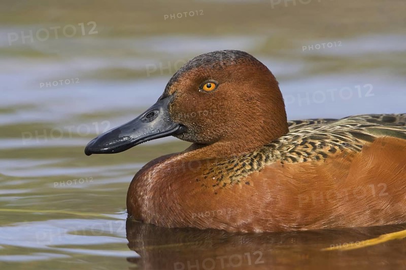 Cinnamon Teal (Spatula cyanoptera) male, Texas, USA