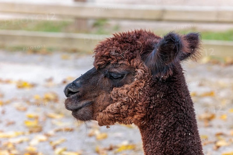 Alpaca at the Chattanooga Zoo in Chattanooga, Tennessee