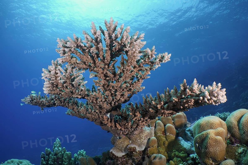 Pharaoh's antler coral (Acropora pharaonis)