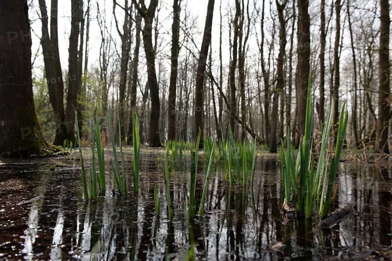 Green leaves of the water iris (Iris pseudocorus) are reflected in the calm water, Dümmerniederung, Lower Saxony, Germany