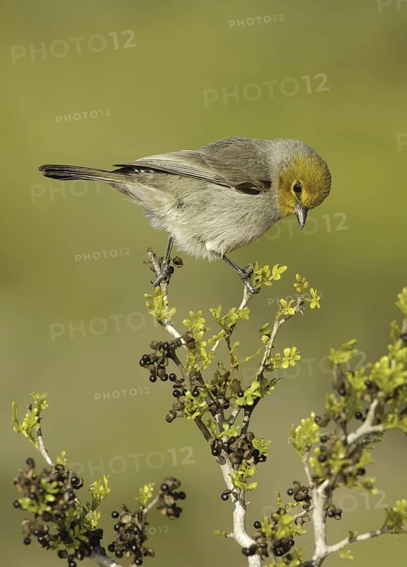 Verdin (Auriparus flaviceps), Texas, USA