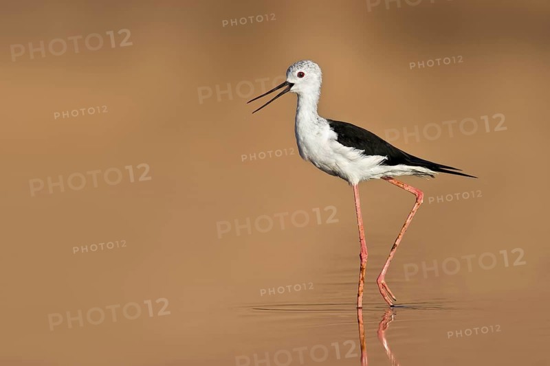 Black-winged Stilt (Himantopus himantopus), Eilat, Israel