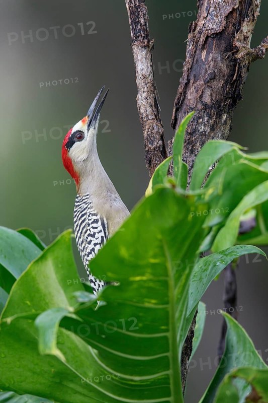 West Indian Woodpecker (Melanerpes superciliaris) perched on a branch in Cuba