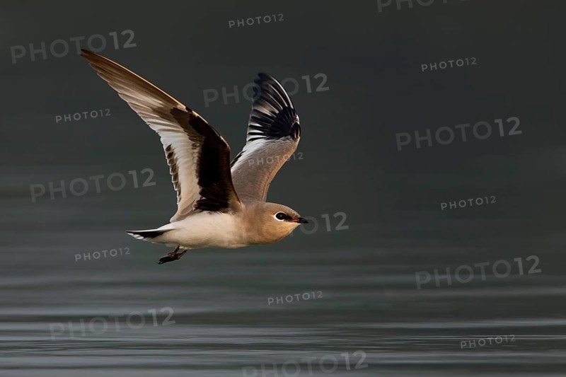 Small Pratincole (Glareola lactea) flying, Darjeeling, India