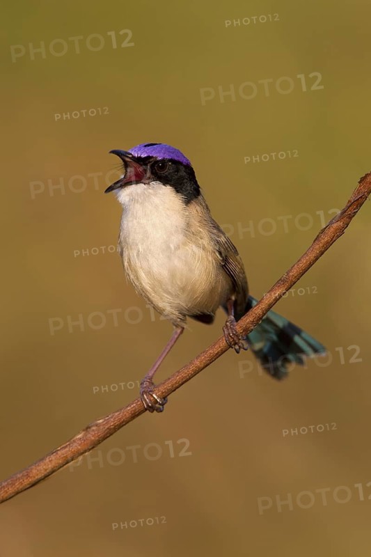 Purple-crowned Fairywren (Malurus coronatus) male singing, Western Australia, Australia