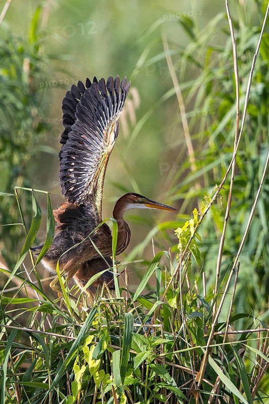 Purple Heron (Ardea purpurea) juvenile in reedbed, Baden-Wuerttemberg, Germany