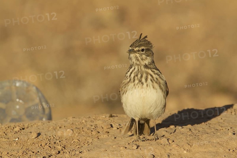 Thekla Lark (Galerida theklae), Morocco