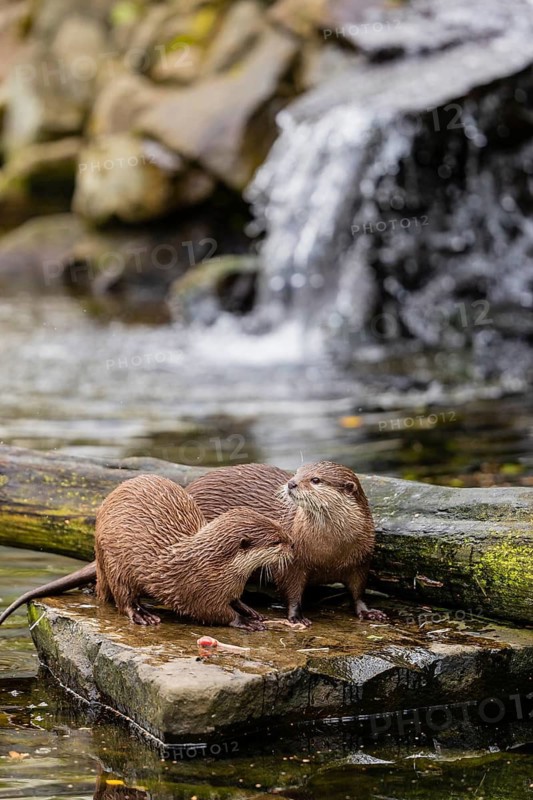 Two oriental small-clawed otter or Asian small-clawed otter (Aonyx cinerea), lying on a rock surrounded by water and a little cascade in the background. Eating some fish