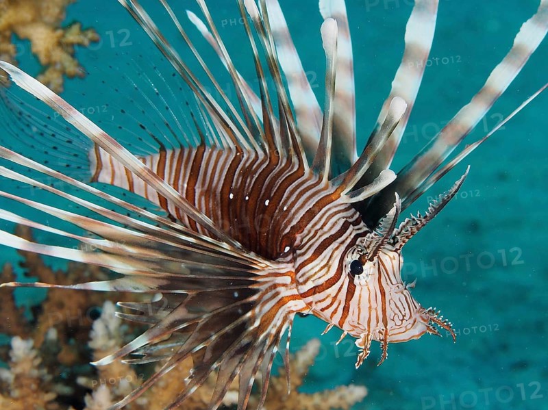 Common lionfish (Pterois miles)